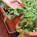 Tomaten auf dem Balkon