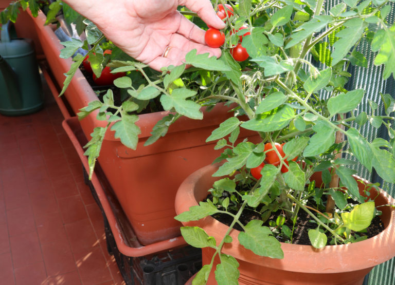 Tomaten auf dem Balkon