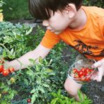 Junge erntet selbst gepflanzte Tomaten