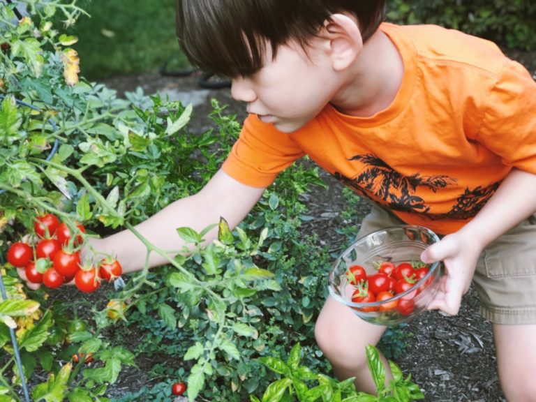 Junge erntet selbst gepflanzte Tomaten