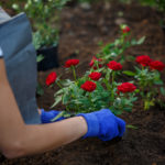 Die richtige Erde für Rosen