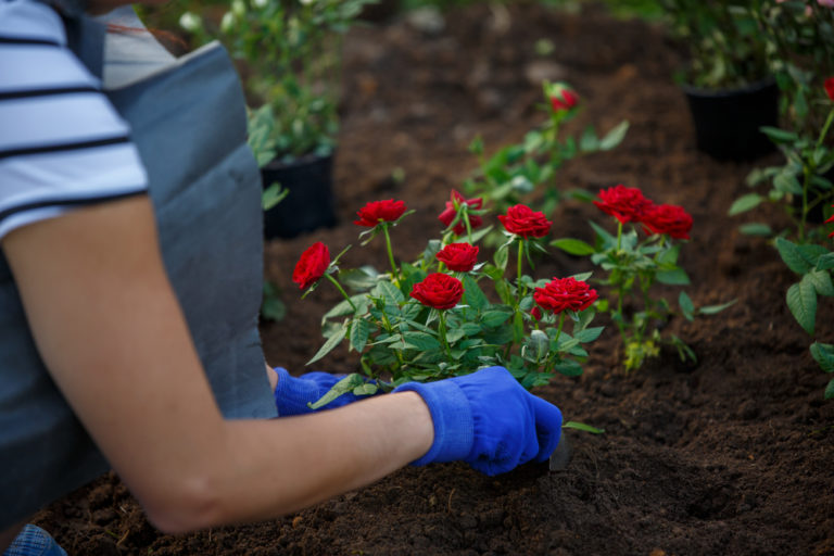 Die richtige Erde für Rosen