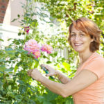 Rosen züchten