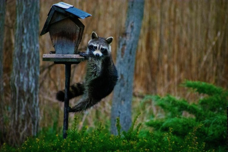 Waschbär am Vogelhäuschen