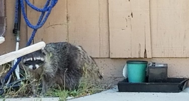 Waschbären im Garten Erkennen und Vertreiben