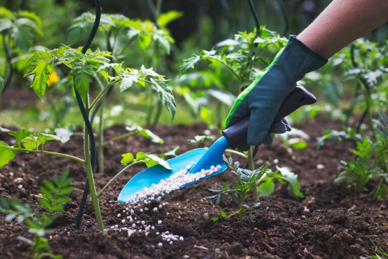 Dünger für Tomatenpflanzen