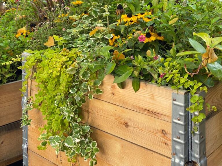 Blumen im Hochbeet